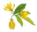 Ylang-ylang branch